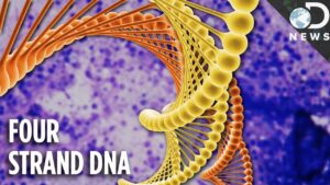 Питер - Питер Мейер - Отключение 10 из 12 спиралей ДНК урезало наши способности 2024/02/23 Strands-of-DNA-300x169