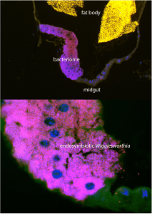 Tout Virus Détruit avec Facilité par Peter B.Meyer  : The Final Wakeup Call - Français Fluorescent-coloration-of-each-pathogen-213x300