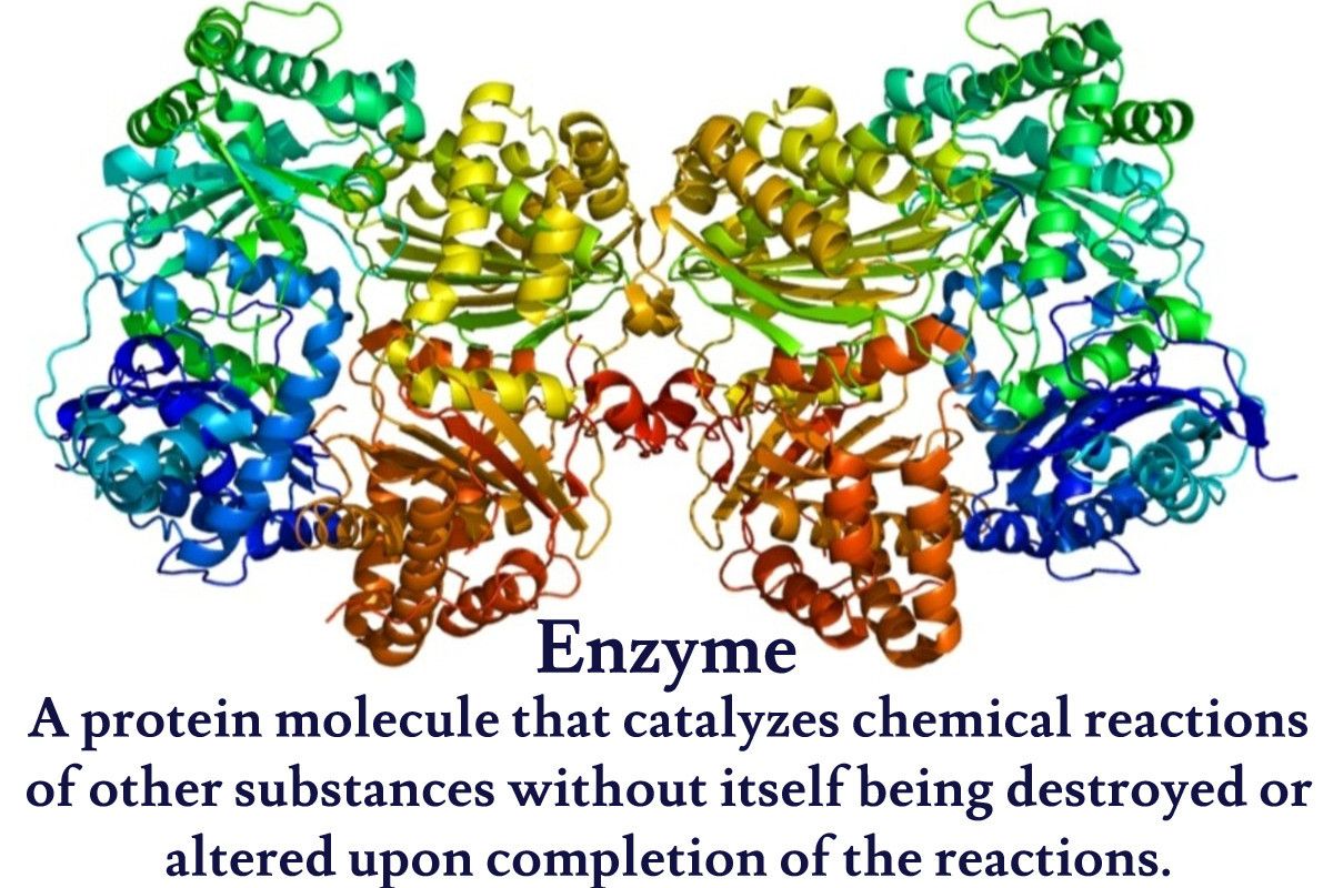 Ферменты белков. Белки ферменты это в биологии. Молекула белка фермента. Ферменты разрушающие белки. Белок амилоид.